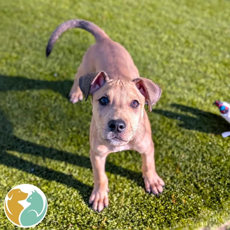 A baby small-sized male Apricot / Beige Mixed Breed dog named Pluto for adoption in Toledo, OH