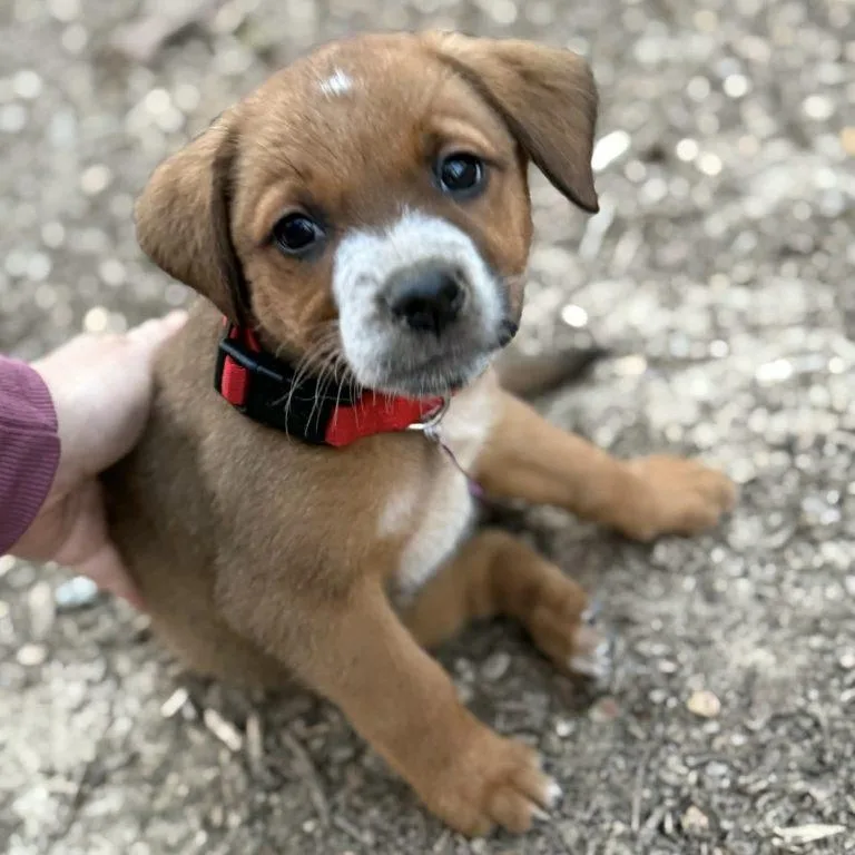 Butterscotch thumbnail 2