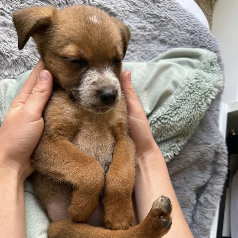 Butterscotch thumbnail 3