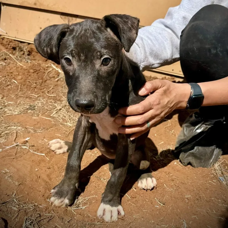 A baby medium-sized female American Staffordshire Terrier dog named Dahlia for adoption in Pearsall, TX