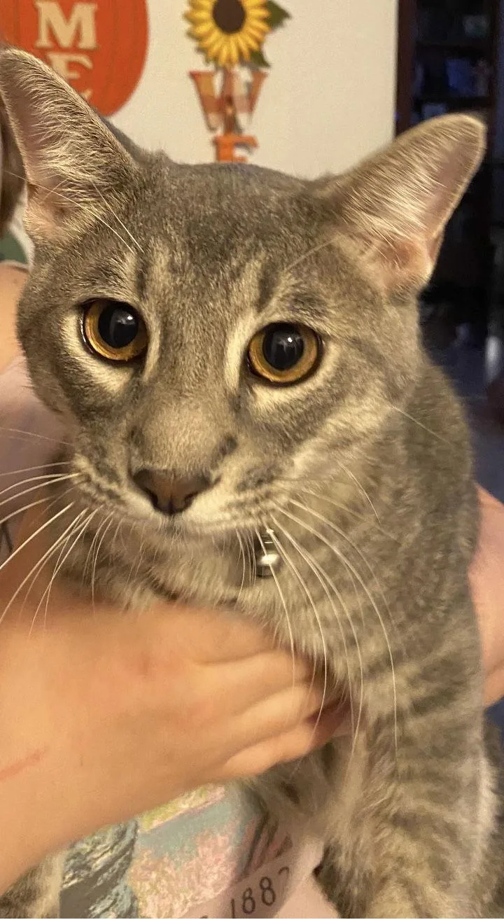 A young small-sized male Domestic Short Hair cat named Sammy for adoption in Visalia, CA