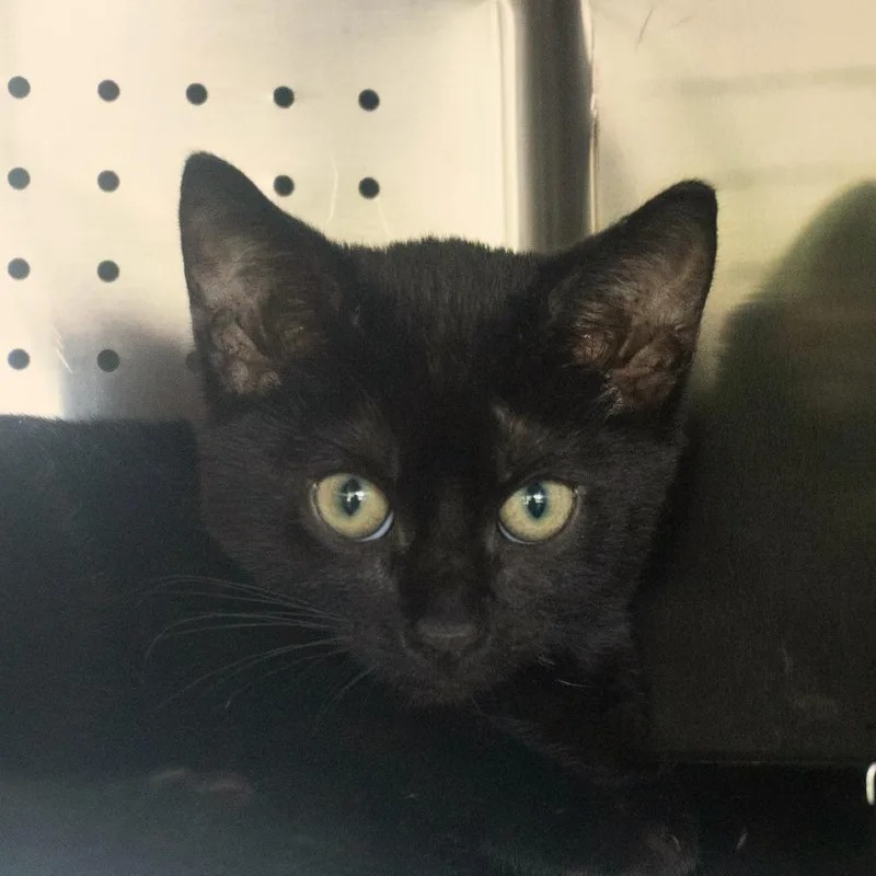A baby small-sized male Black Domestic Short Hair cat named Lightning Bug for adoption in Asheville, NC
