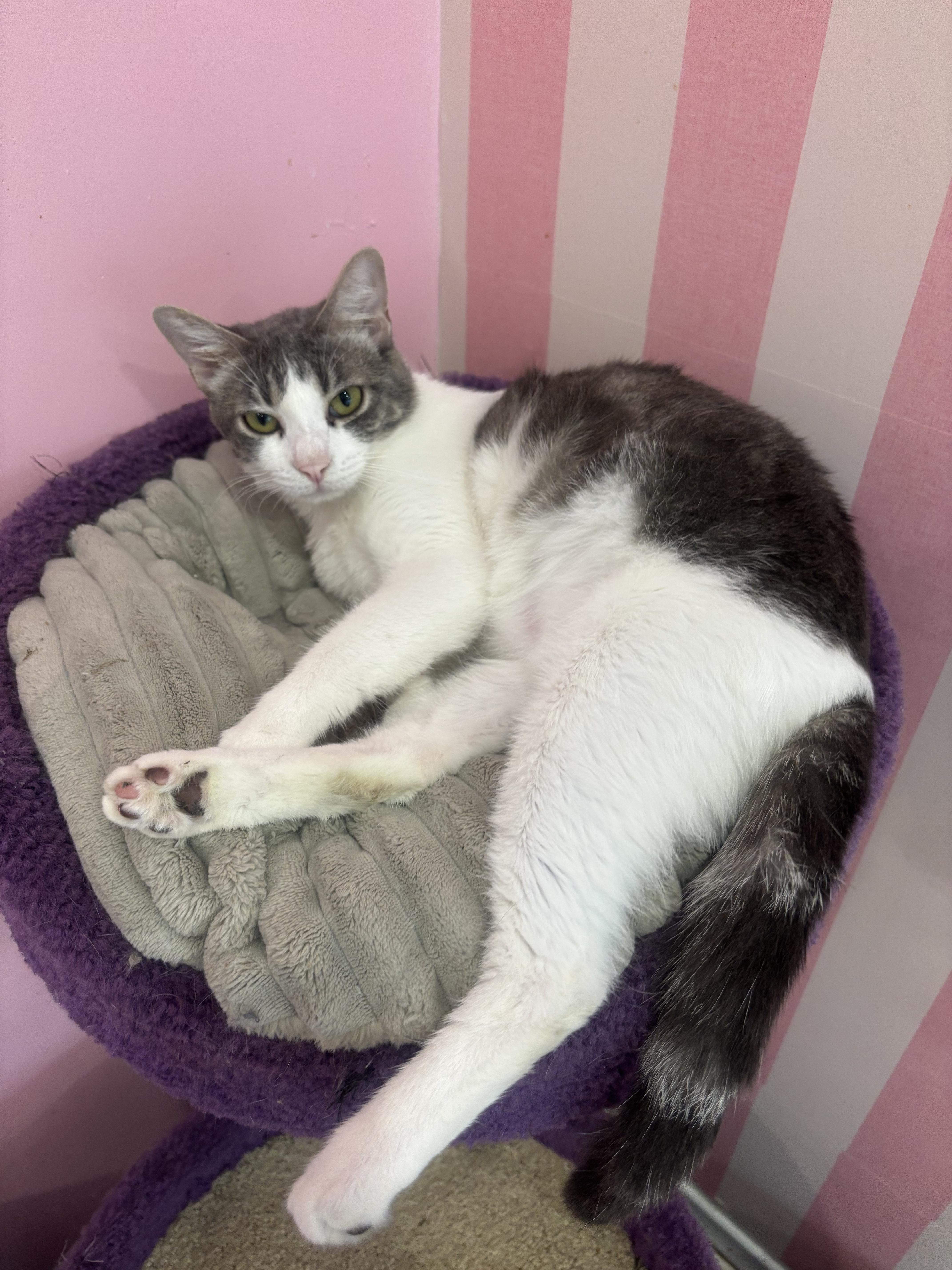 An adult medium-sized male Gray & White Domestic Short Hair cat named Casper for adoption in Whittier, CA