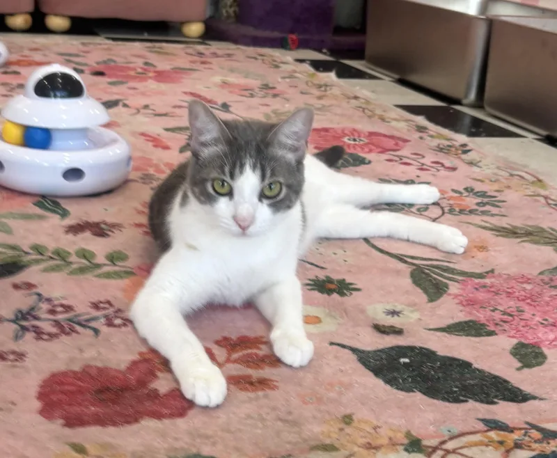 Casper thumbnail 2