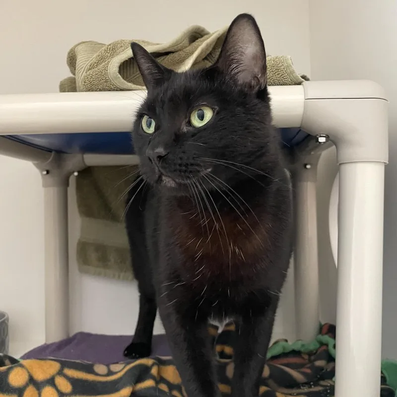 An adult large-sized male Black Domestic Short Hair cat named Drake for adoption in Warwick, RI