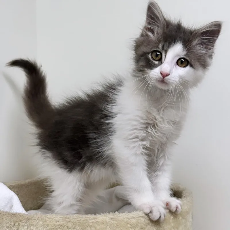 A young small-sized male Gray & White Domestic Long Hair cat named Ghost for adoption in Syosset, NY