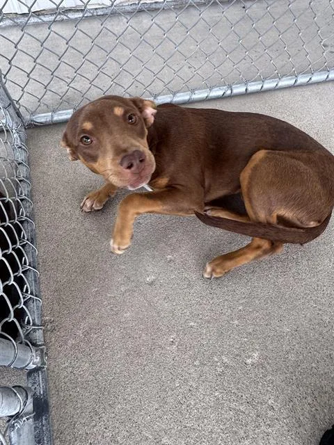 A young small-sized female Chihuahua dog named Mocha for adoption in Bakersfield, CA
