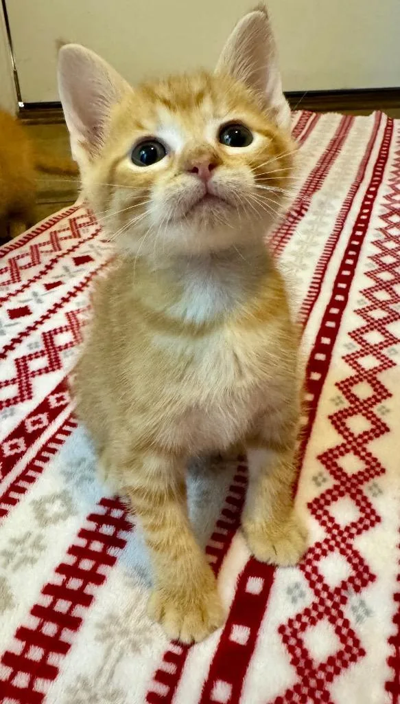 A baby medium-sized male Domestic Short Hair cat named Chive for adoption in Claremore, OK