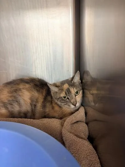 An adult small-sized female Domestic Short Hair cat named Tumbleweed for adoption in Savannah, GA