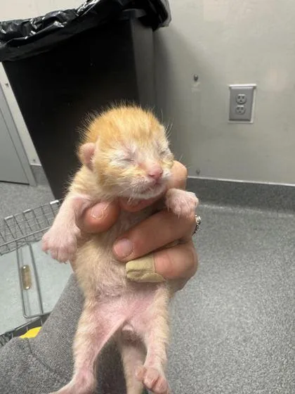 A baby small-sized male Domestic Short Hair cat named Scramble for adoption in Sevierville, TN
