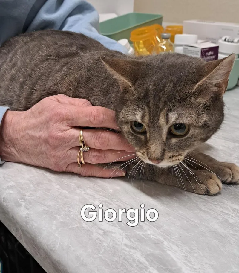 A young large-sized female Domestic Short Hair cat named Giorgio for adoption in Plattsburgh, NY