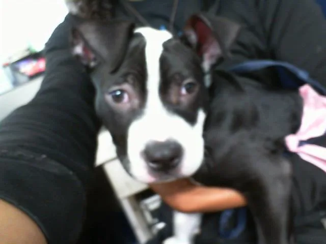 A young large-sized male Mixed Breed dog named Blue for adoption in Dallas, TX