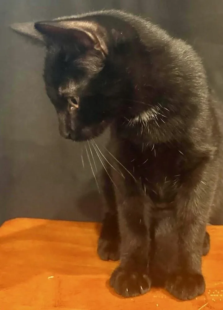 A baby medium-sized male Black & White / Tuxedo Domestic Short Hair cat named Linguine for adoption in Little Rock, AR