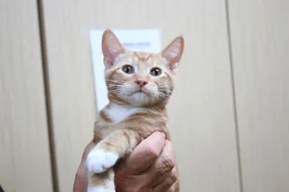 A baby medium-sized male Domestic Short Hair cat named Bootsie for adoption in Brunswick, GA