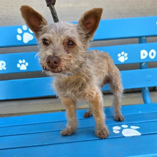 A senior medium-sized male Schnauzer dog named Dimitri for adoption in Long Beach, CA