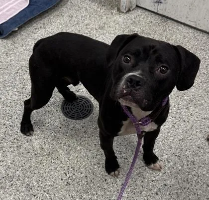 An adult large-sized male Black Pit Bull Terrier dog named Clancy for adoption in Kansas City, MO