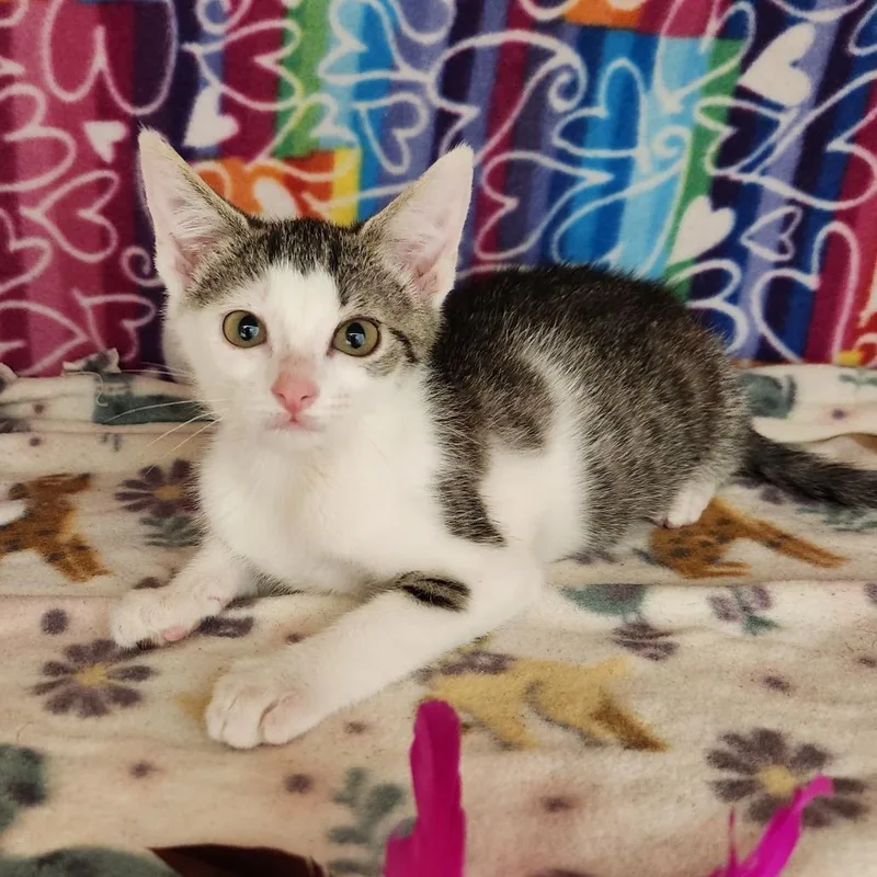A baby small-sized female Brown / Chocolate Domestic Short Hair cat named Cookie Monster for adoption in Naples, FL