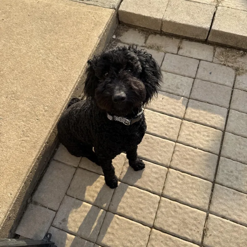 An adult medium-sized male Black Mixed Breed dog named Po' Boy Jabarkis for adoption in Allentown, PA