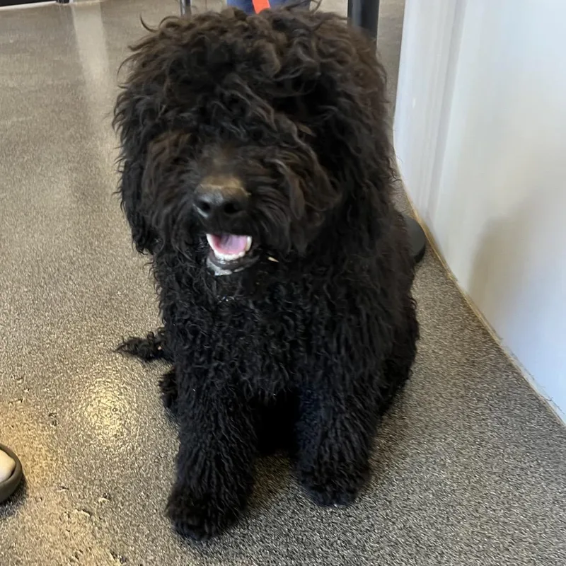 Po' Boy Jabarkis thumbnail 2