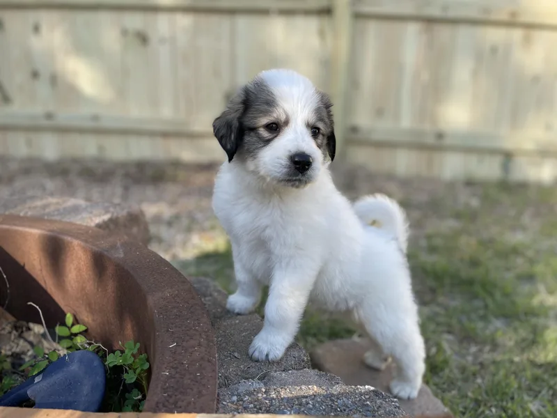 A baby large-sized male White / Cream Great Pyrenees dog named Marlin for adoption in Richmond, VA