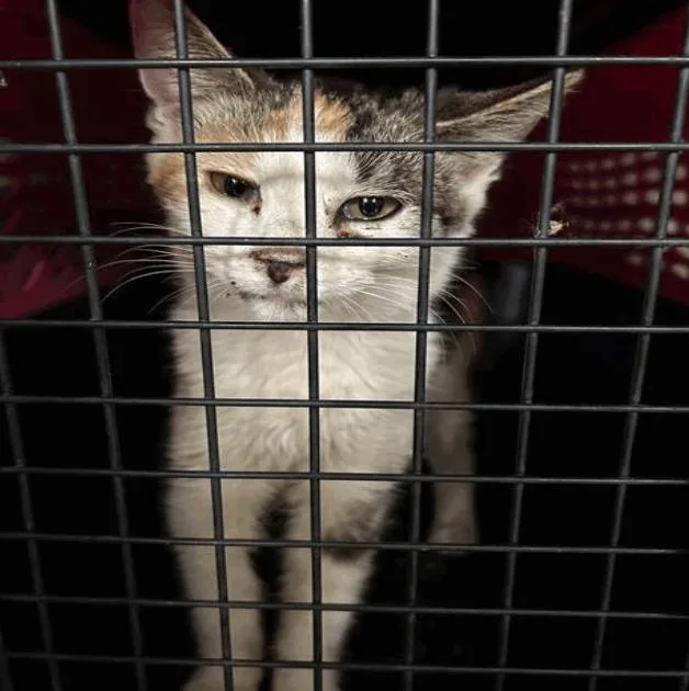 An adult medium-sized female White Domestic Short Hair cat named Claire for adoption in Cincinnati, OH
