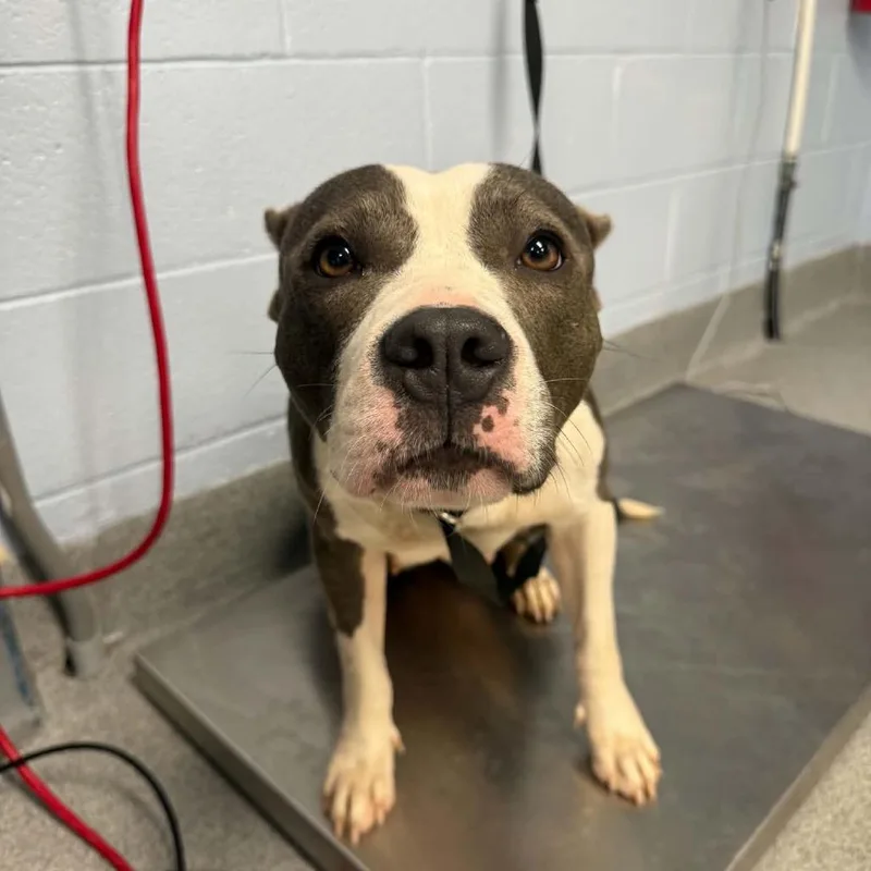 An adult medium-sized female Gray / Blue / Silver Pit Bull Terrier dog named Muffin for adoption in Martinsville, VA