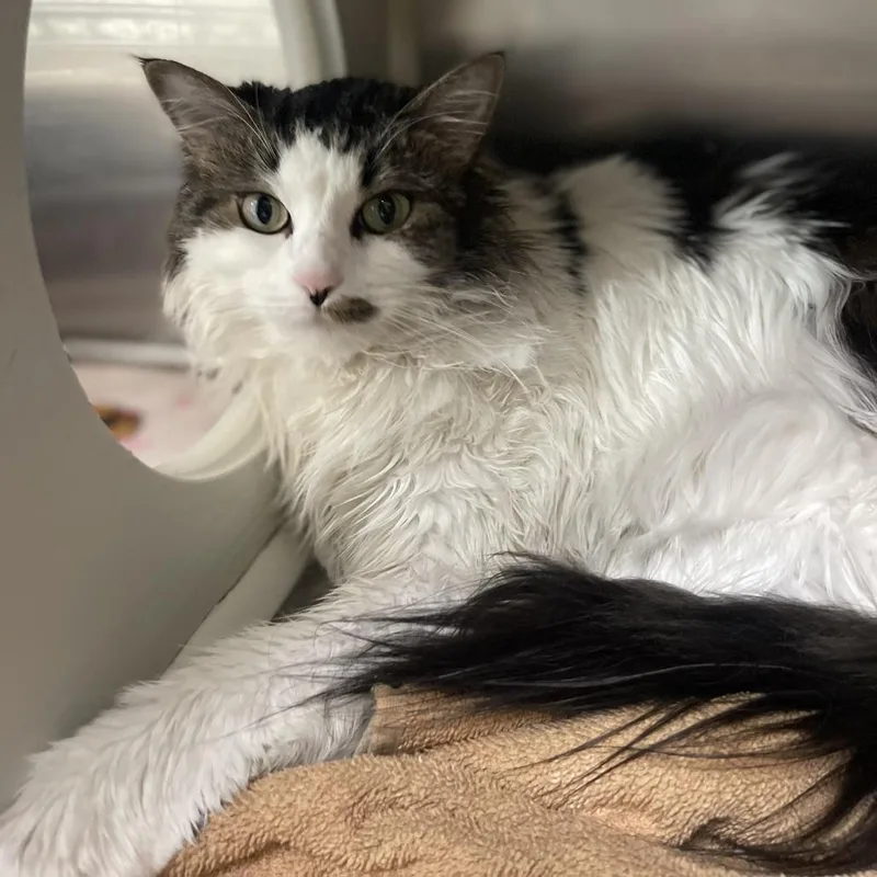 Pepperoncini thumbnail 3