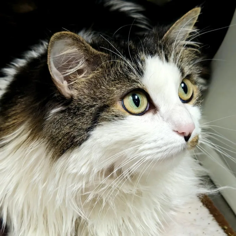 Pepperoncini thumbnail 4