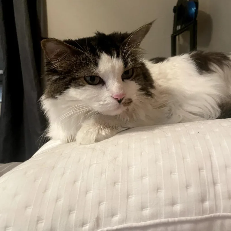 Pepperoncini thumbnail 5