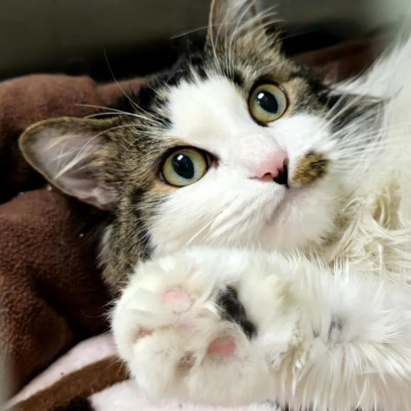 Pepperoncini thumbnail 6