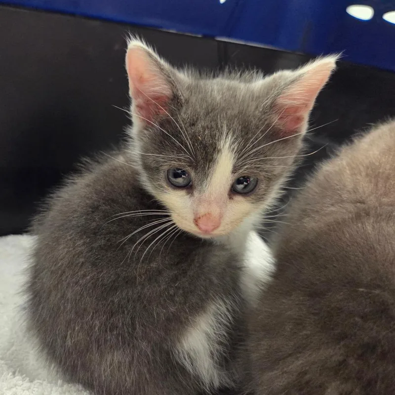 A baby small-sized male Gray / Blue / Silver Domestic Short Hair cat named Milk Dud for adoption in Chattanooga, TN