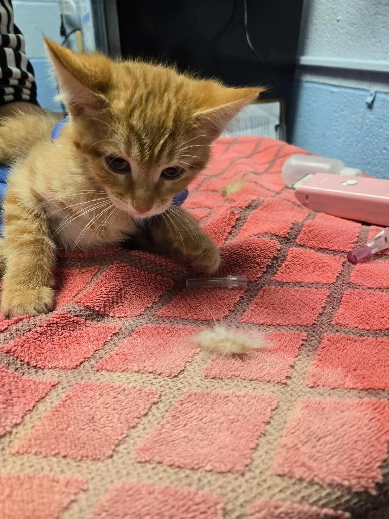 A baby large-sized male Domestic Short Hair cat named Sir Isaac Meowton for adoption in Detroit, MI