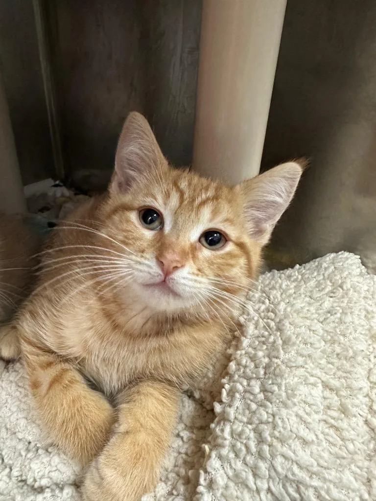 Sir Isaac Meowton thumbnail 2