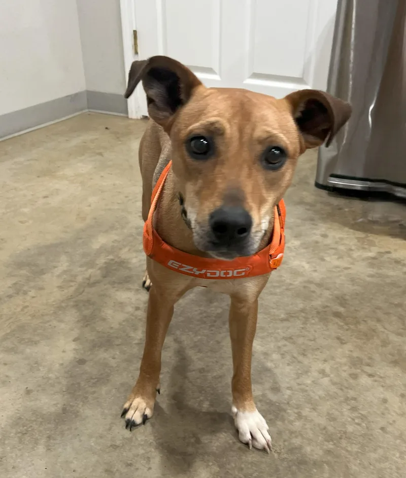 A young medium-sized female Red / Chestnut / Orange Rhodesian Ridgeback dog named Cookie for adoption in Melbourne, AR