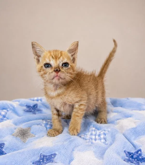 A baby small-sized male Domestic Short Hair cat named Papaya for adoption in Lafayette, LA