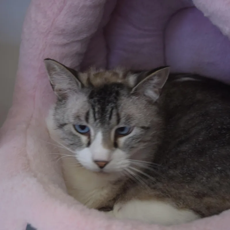 An adult medium-sized female Tabby (Buff / Tan / Fawn) Domestic Short Hair cat named Jasmine for adoption in Norwich, NY