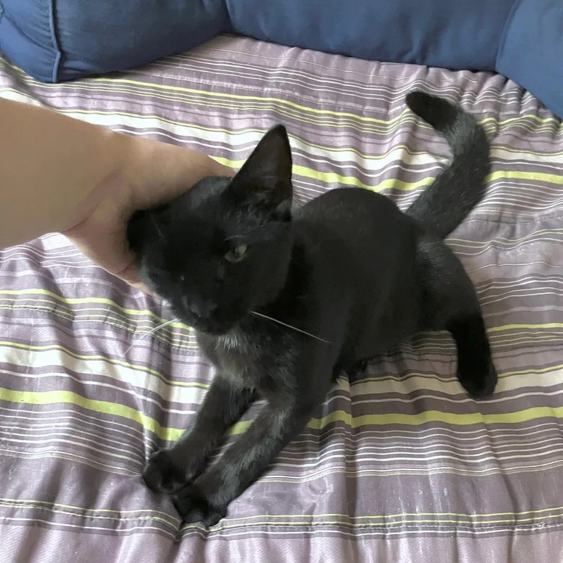 An adult medium-sized male Black Domestic Short Hair cat named Bronx for adoption in Brooklyn, NY
