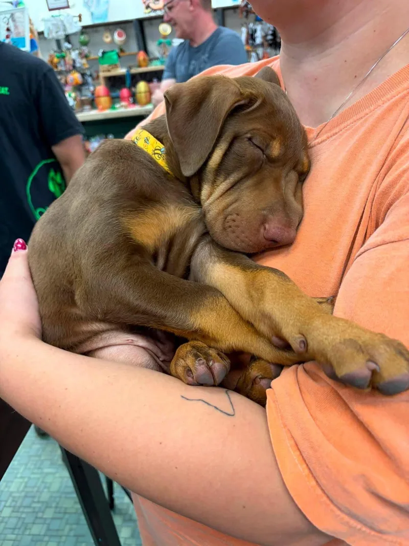 A baby medium-sized male Shar-Pei dog named Doby for adoption in New London, WI