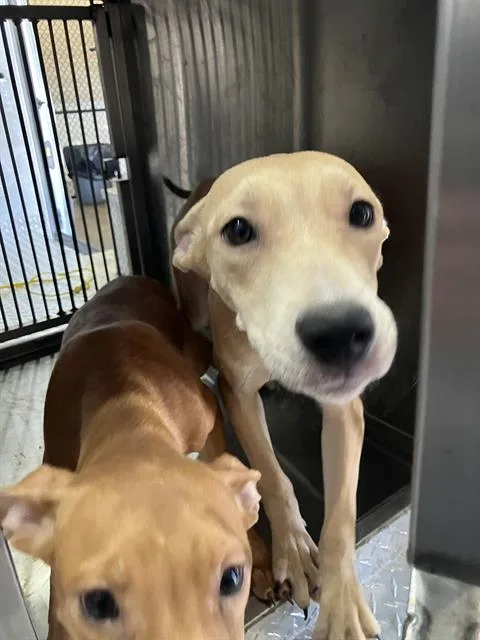 A baby large-sized female Mixed Breed dog named Leni for adoption in Dallas, TX