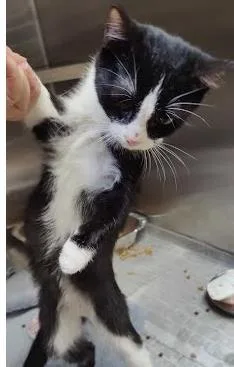 A baby small-sized female Domestic Short Hair cat named India for adoption in Chamblee, GA