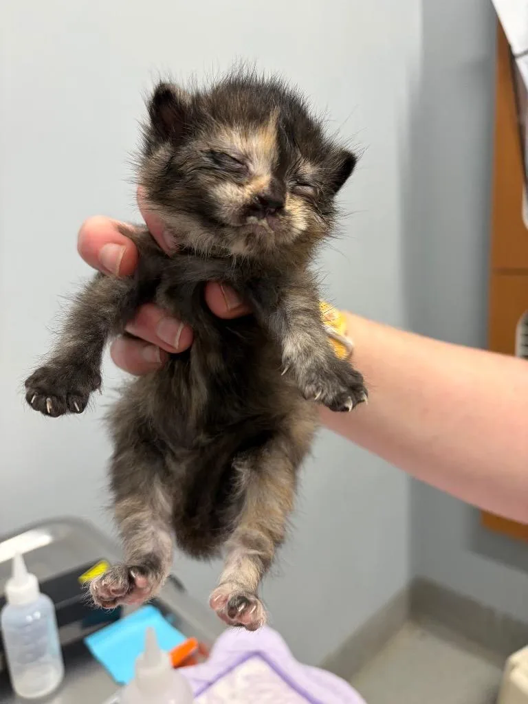 A baby medium-sized female Domestic Short Hair cat named Rebecca for adoption in Bloomington, IN