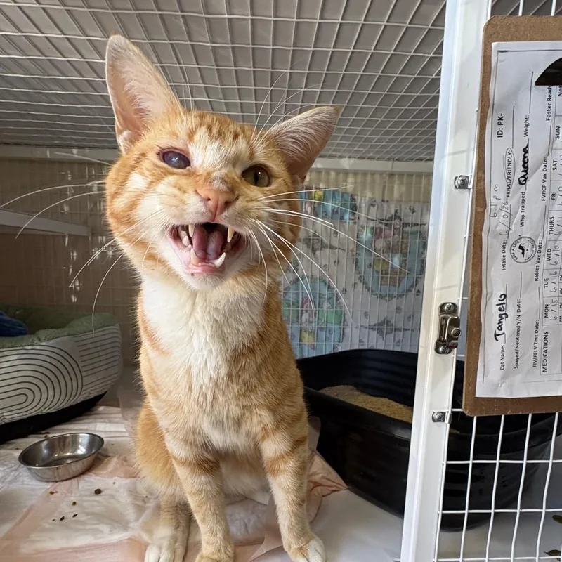 An adult medium-sized male Orange / Red Domestic Short Hair cat named Tangelo for adoption in Middle Village, NY