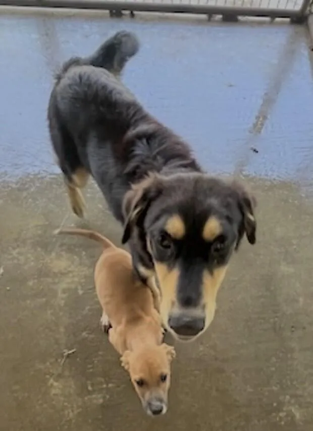 A young medium-sized male Brown / Chocolate Hound dog named Bentley for adoption in Washington, DC