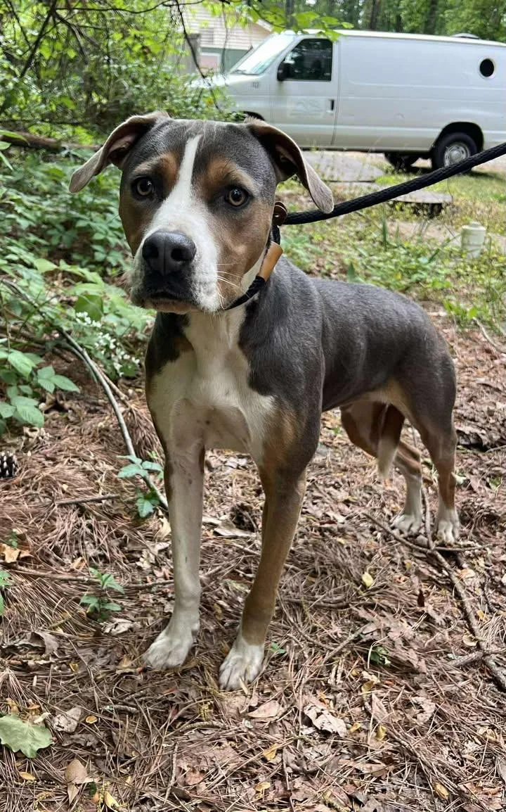An adult large-sized male Terrier dog named Owen for adoption in Clarkesville, GA