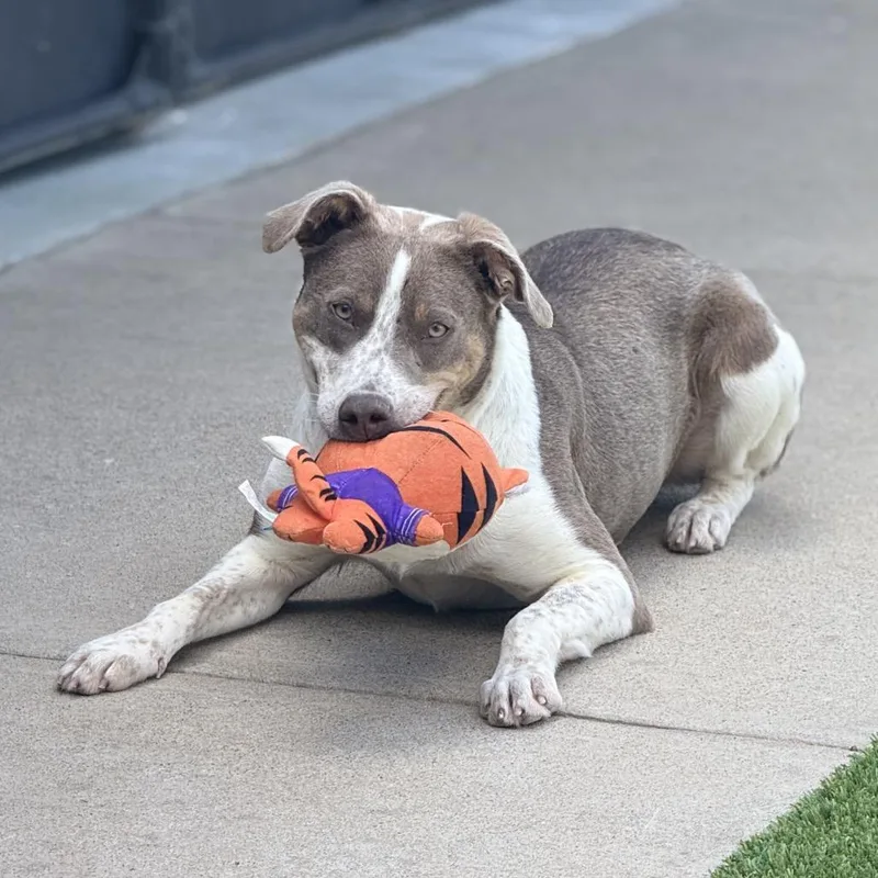 A young medium-sized female Brown / Chocolate Catahoula Leopard Dog dog named Breezy C for adoption in Oklahoma City, OK