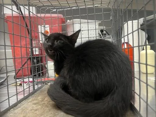 A baby small-sized male Domestic Short Hair cat named Finkle for adoption in Las Vegas, NV