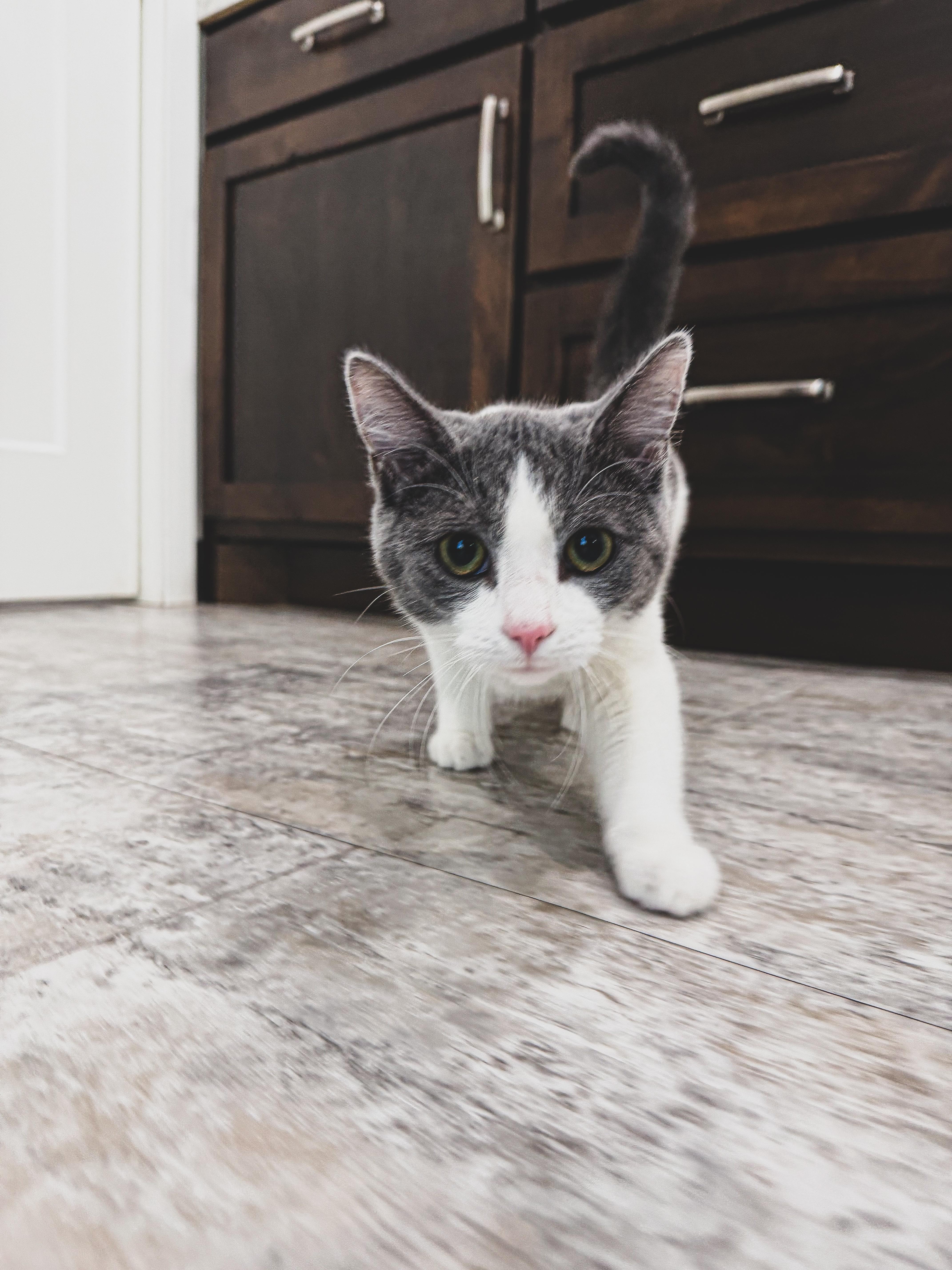 A young medium-sized male Gray & White Domestic Short Hair cat named B.b. for adoption in Sartell, MN