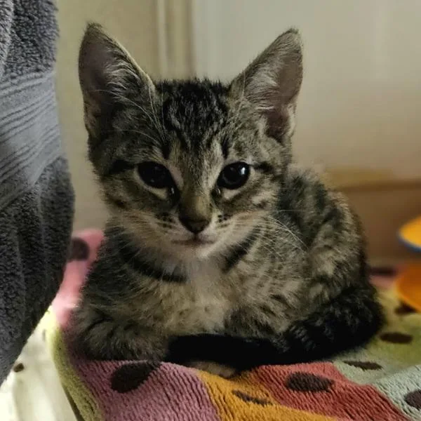 A baby small-sized female Domestic Short Hair cat named Plus for adoption in Oakland, CA