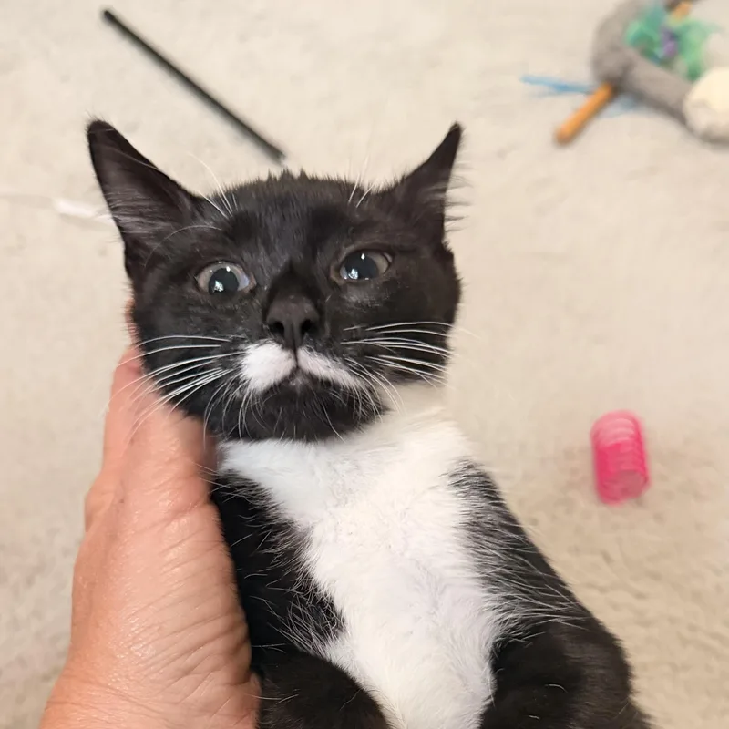 A baby medium-sized female Black & White / Tuxedo Tuxedo cat named Ethel for adoption in Denver, NC