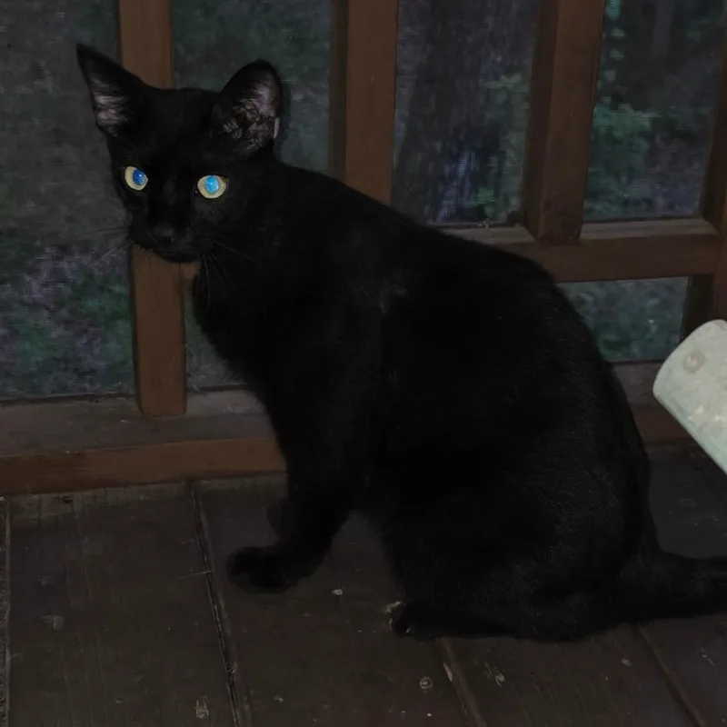 An adult large-sized male Black Domestic Short Hair cat named Jaws for adoption in Bedford, NH